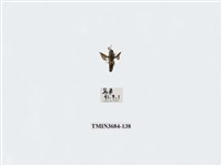 藏品(雙翅目)的圖片